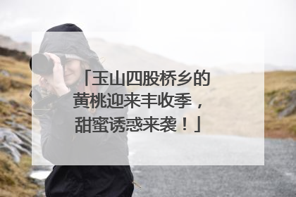 玉山四股桥乡的黄桃迎来丰收季，甜蜜诱惑来袭！