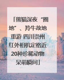 熊猫深夜“圈地”、羚牛故地重游 四川崇州红外相机定格近20种珍稀动物呆萌瞬间