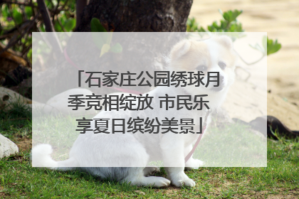 石家庄公园绣球月季竞相绽放 市民乐享夏日缤纷美景