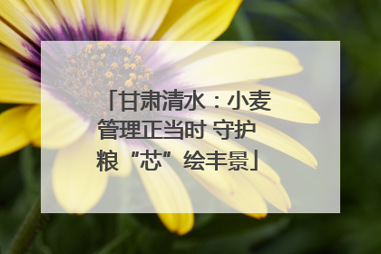 甘肃清水：小麦管理正当时 守护粮“芯”绘丰景