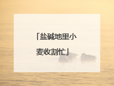盐碱地里小麦收割忙