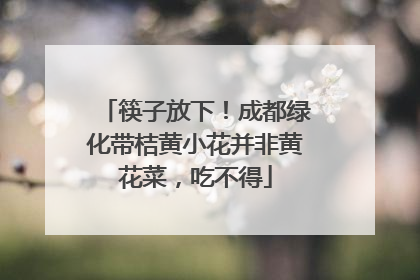 筷子放下！成都绿化带桔黄小花并非黄花菜，吃不得