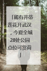 稀有并蒂莲花开武汉，今夏全城28处公园点位可赏荷