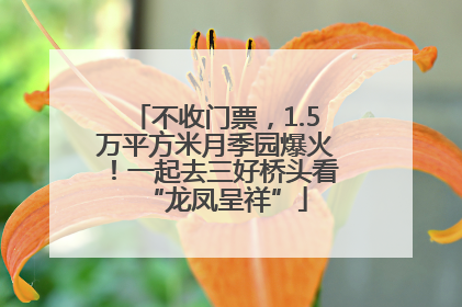 不收门票，1.5万平方米月季园爆火！一起去三好桥头看“龙凤呈祥”