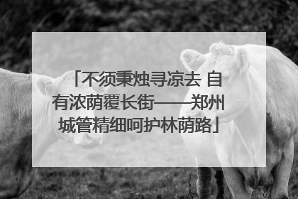 不须秉烛寻凉去 自有浓荫覆长街——郑州城管精细呵护林荫路