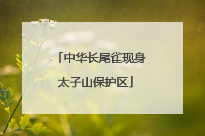中华长尾雀现身太子山保护区