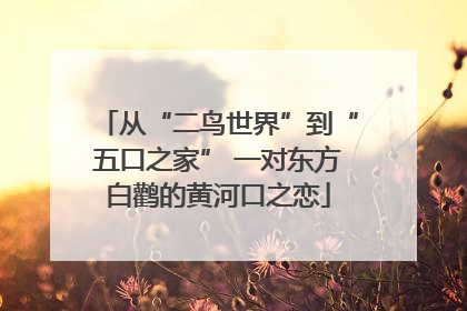 从“二鸟世界”到“五口之家” 一对东方白鹳的黄河口之恋