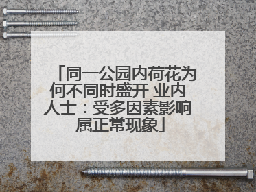 同一公园内荷花为何不同时盛开 业内人士：受多因素影响 属正常现象