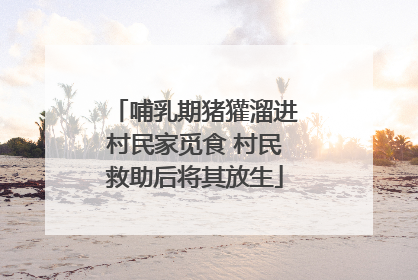 哺乳期猪獾溜进村民家觅食 村民救助后将其放生