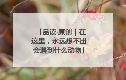 品读·原创｜在这里，永远想不出会遇到什么动物