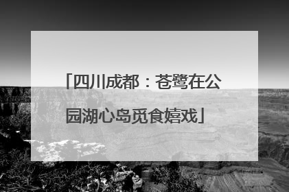 四川成都：苍鹭在公园湖心岛觅食嬉戏