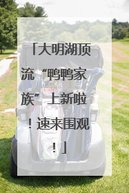 大明湖顶流“鸭鸭家族”上新啦！速来围观！
