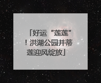 好运“莲莲”！洪湖公园并蒂莲迎风绽放