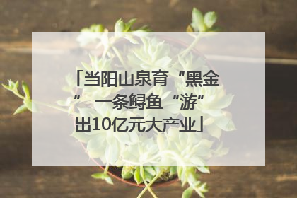 当阳山泉育“黑金” 一条鲟鱼“游”出10亿元大产业