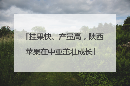 挂果快、产量高，陕西苹果在中亚茁壮成长