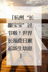 杭州“长腿宝宝”过节啦！世界长颈鹿日邂逅新生幼崽