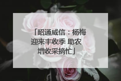 昭通威信：杨梅迎来丰收季 助农增收采摘忙