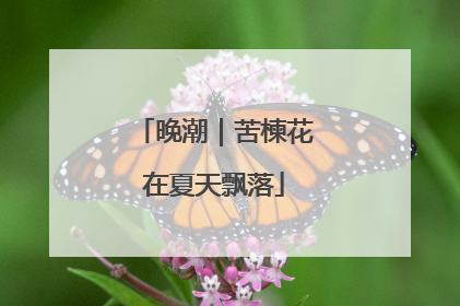 晚潮｜苦楝花在夏天飘落