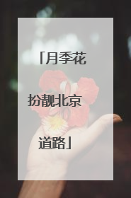 月季花扮靓北京道路