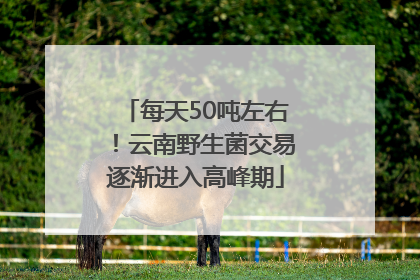 每天50吨左右！云南野生菌交易逐渐进入高峰期
