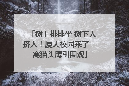 树上排排坐 树下人挤人！厦大校园来了一窝猫头鹰引围观