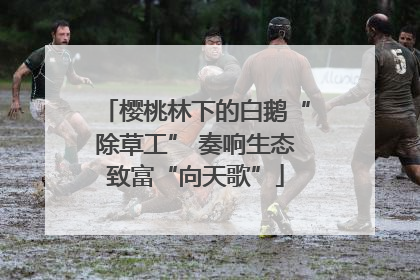 樱桃林下的白鹅“除草工” 奏响生态致富“向天歌”