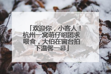 欢迎你，小客人！杭州一窝萌仔组团求喂食，大伯在窗台拍下温馨一幕