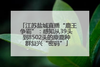 江苏盐城直播“鹿王争霸”：感知从39头到8502头的麋鹿种群复兴“密码”