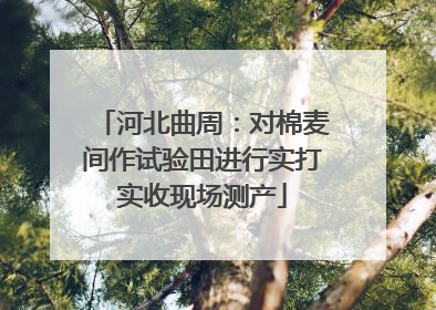 河北曲周：对棉麦间作试验田进行实打实收现场测产