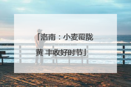 洛南：小麦覆陇黄 丰收好时节