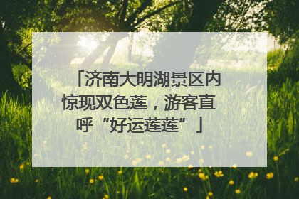 济南大明湖景区内惊现双色莲，游客直呼“好运莲莲”