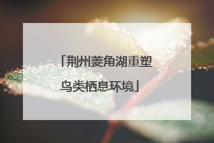 荆州菱角湖重塑鸟类栖息环境