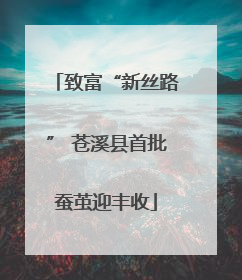 致富“新丝路” 苍溪县首批蚕茧迎丰收