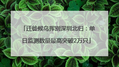 迁徙候鸟挥别深圳北归：单日监测数量最高突破2万只