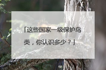 这些国家一级保护鸟类，你认识多少？