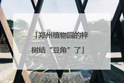郑州植物园的梓树结“豆角”了