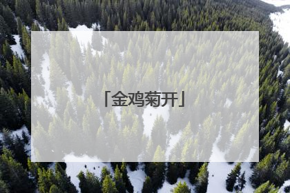 金鸡菊开