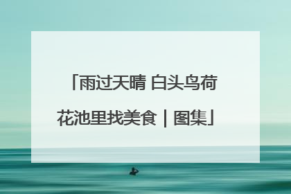 雨过天晴 白头鸟荷花池里找美食｜图集