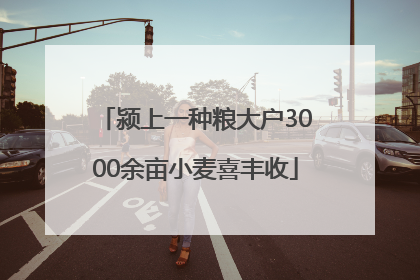 颍上一种粮大户3000余亩小麦喜丰收